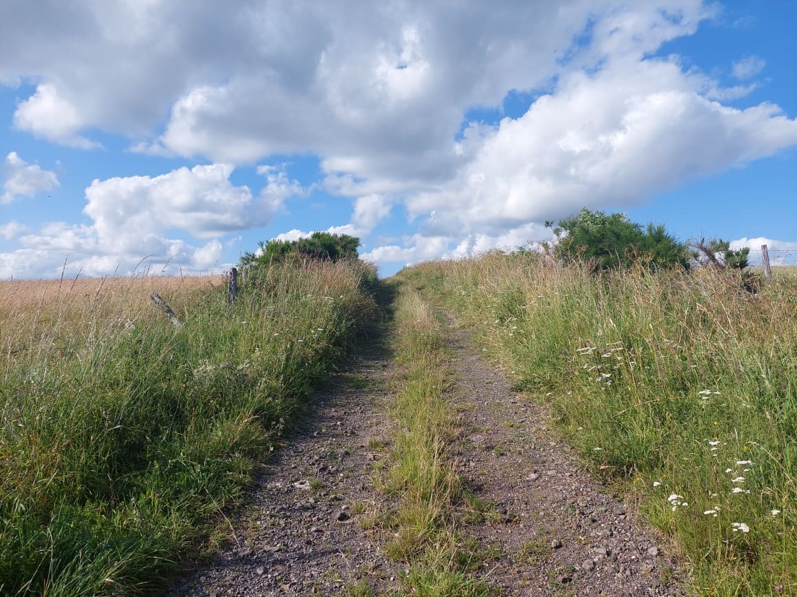 SENTIER HERBE PLATEAU TRIZAC CANTAL CHEMIN MONTEE